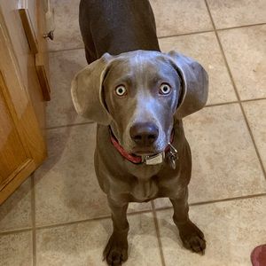 Meet your Posher, Ann